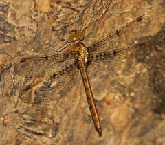 Neurocordulia molesta