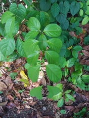 Banisteriopsis caapi