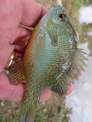 Lepomis aquilensis