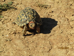 Psammobates tentorius trimeni