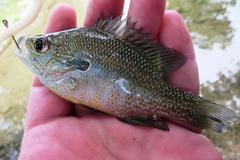 Lepomis aquilensis