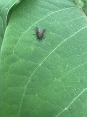 Eudasyphora cyanella