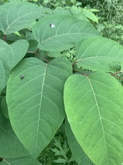 Eudasyphora cyanella