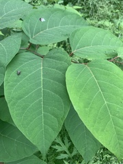 Eudasyphora cyanella