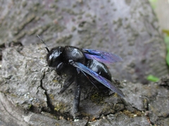 Xylocopa violacea
