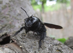 Xylocopa violacea
