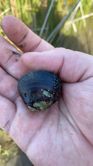 Polymesoda caroliniana