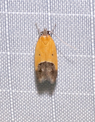 Bush-clover triclonella photo 2