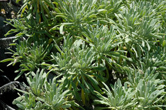 Tournefortia gnaphalodes