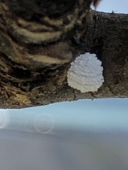 Phenacoccus dearnessi