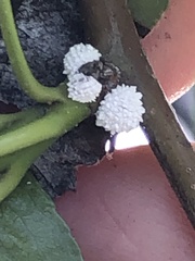 Phenacoccus dearnessi