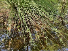 Juncus effusus solutus