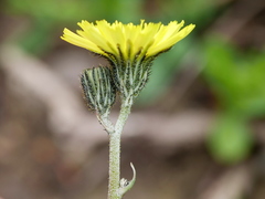 Pilosella lactucella