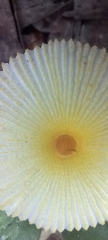 Leucocoprinus fragilissimus image