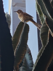 Toxostoma curvirostre
