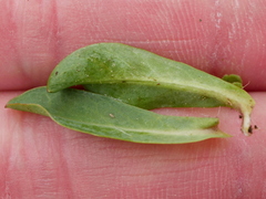 Pilosella lactucella