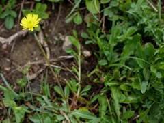 Pilosella lactucella