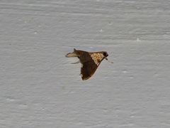 Agrotera basinotata
