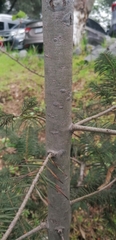 Abies guatemalensis