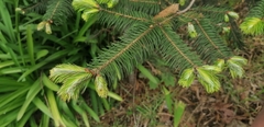 Abies guatemalensis
