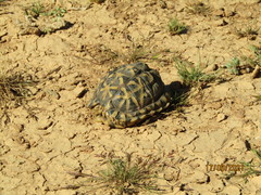 Psammobates tentorius trimeni