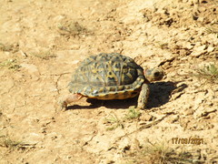 Psammobates tentorius trimeni
