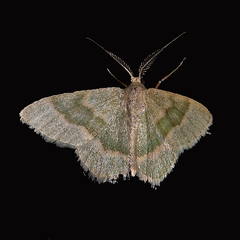 Chlorochlamys chloroleucaria