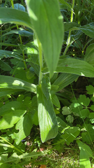 Digitalis grandiflora