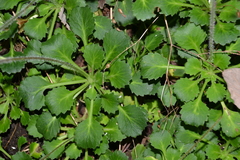 Saxifraga spathularis