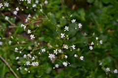 Saxifraga spathularis