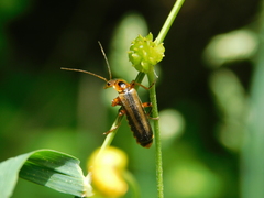 Metacantharis discoidea