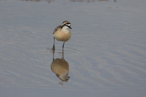 Chorlitejo pecuario (Charadrius pecuarius)