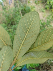 Clethra
