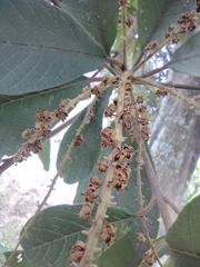 Clethra