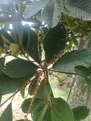 Clethra