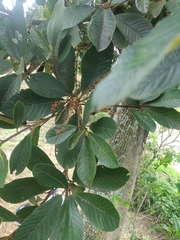 Clethra