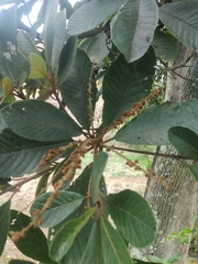 Clethra