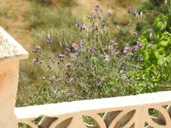 Galactites tomentosus