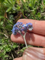 Myosotis popovii