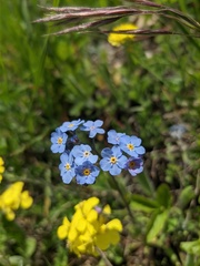 Myosotis popovii
