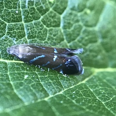 Strobisia proserpinella