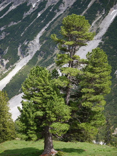 Swiss pine