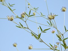 Bituminaria bituminosa