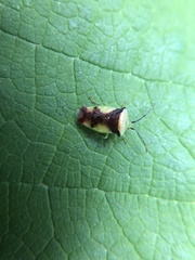 Elasmostethus atricornis