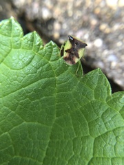 Elasmostethus atricornis