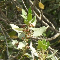 Rhamnus alaternus