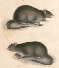 Lesser Bandicoot Rat photo 3
