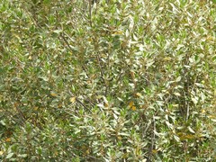 Rhamnus alaternus