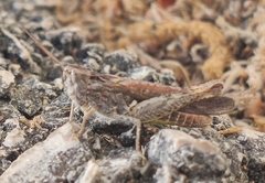 Chorthippus maritimus