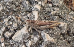 Chorthippus maritimus